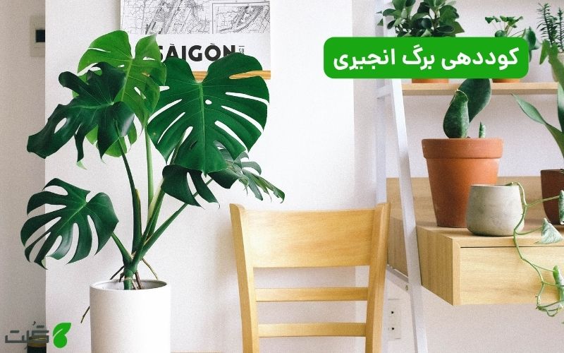 کوددهی برگ انجیری