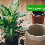 کوددهی دیفن باخیا