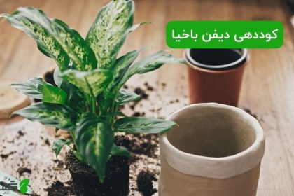 کوددهی دیفن باخیا