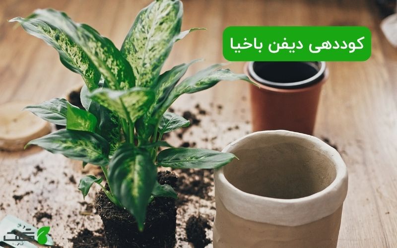 کوددهی دیفن باخیا
