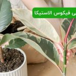 کوددهی فیکوس الاستیکا