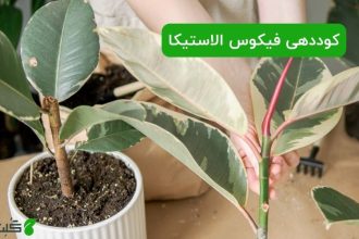 کوددهی فیکوس الاستیکا