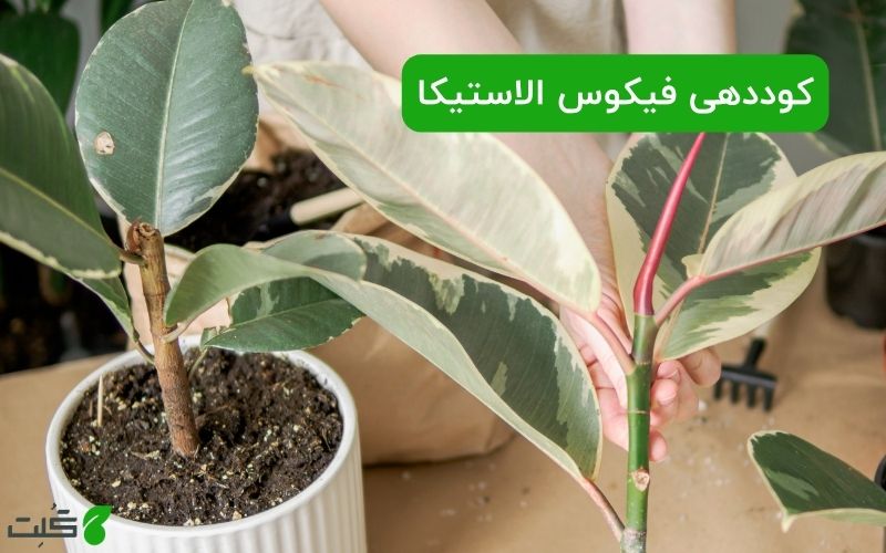 کوددهی فیکوس الاستیکا