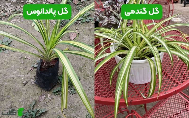 تفاوت پاندانوس و گل گندمی