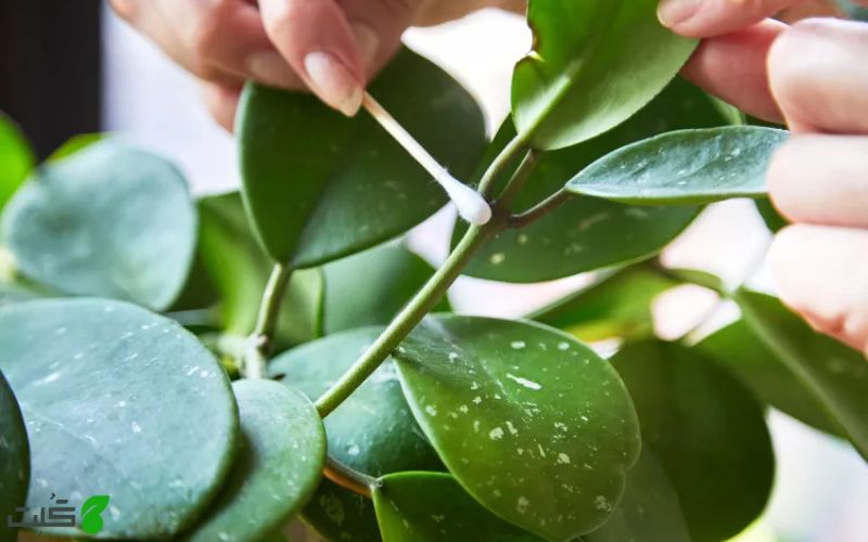 راهنمای انتخاب قارچ‌ کش