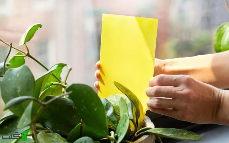 انتخاب نوع مبارزه: سیستمیک، تماسی یا ارگانیک؟