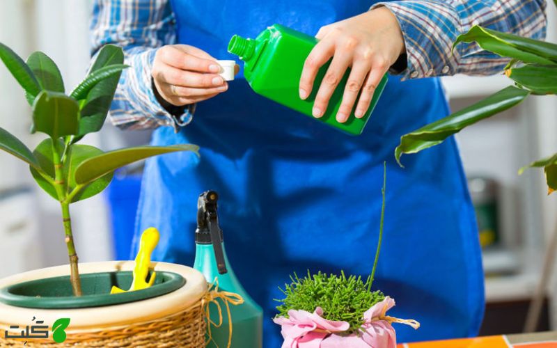 چرا گیاهان به کود نیاز دارند؟