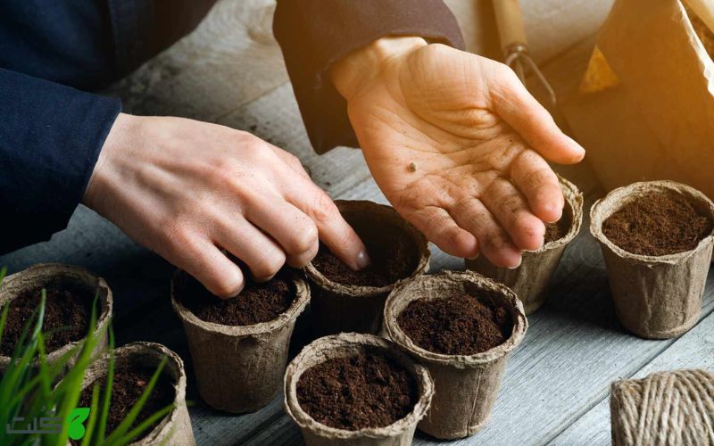 ظروف مناسب برای کاشت بذر