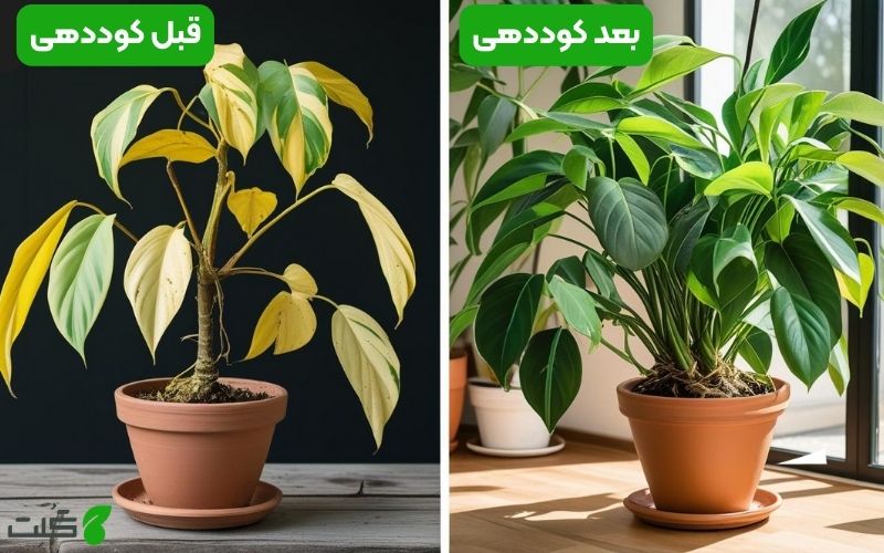 قبل و بعد کوددهی پاچیرا
