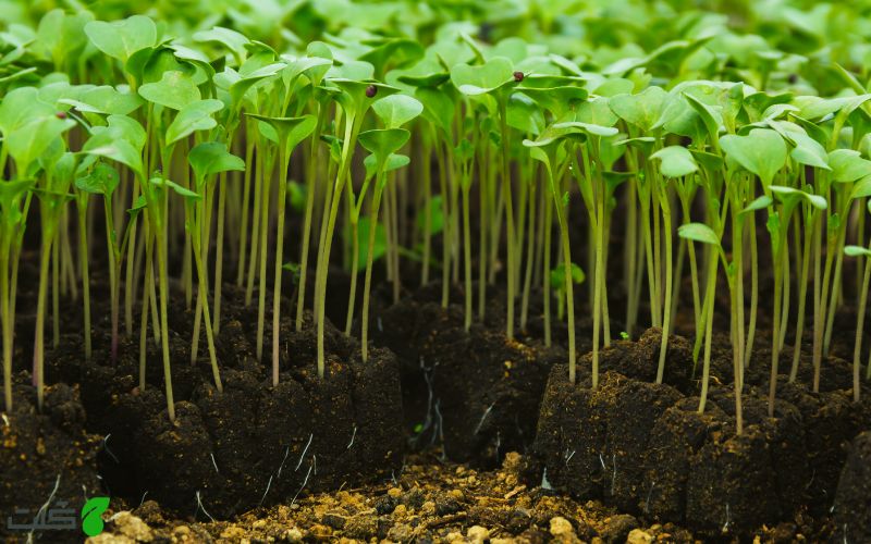 نکات مهم برای خرید بذر سبزیجات