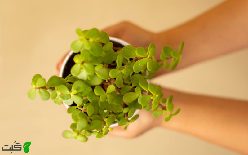 یشم آفریقایی گیاه مناسب اتاق نوزاد