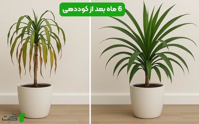 6 ماه بعد از کوددهی دراسنا