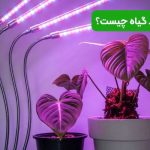 نور رشد گیاه چیست؟