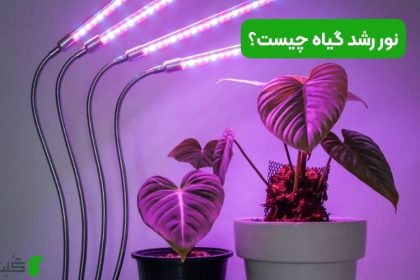 نور رشد گیاه چیست؟