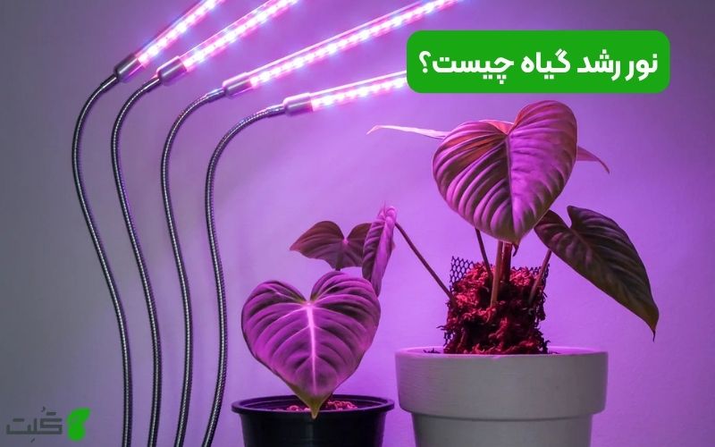 نور رشد گیاه چیست؟