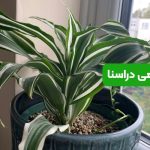 کوددهی دراسنا