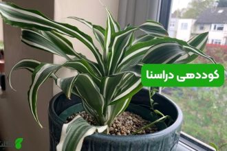 کوددهی دراسنا