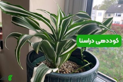 کوددهی دراسنا