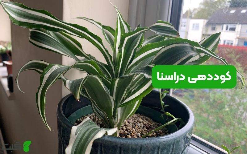 کوددهی دراسنا