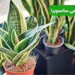 کوددهی سانسوریا