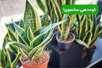 کوددهی سانسوریا