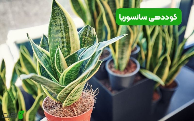 کوددهی سانسوریا