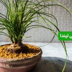 کوددهی لیندا