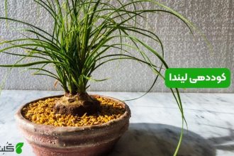 کوددهی لیندا