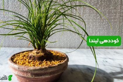 کوددهی لیندا