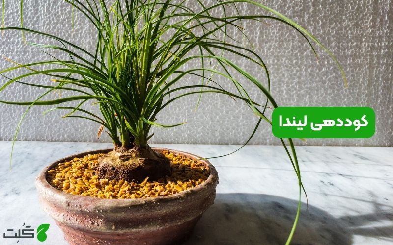 کوددهی لیندا