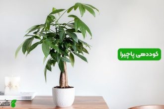 کوددهی پاچیرا