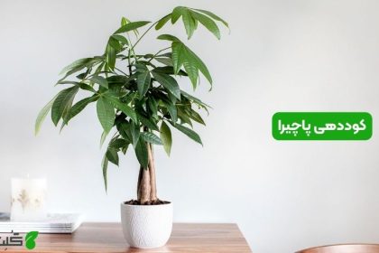 کوددهی پاچیرا