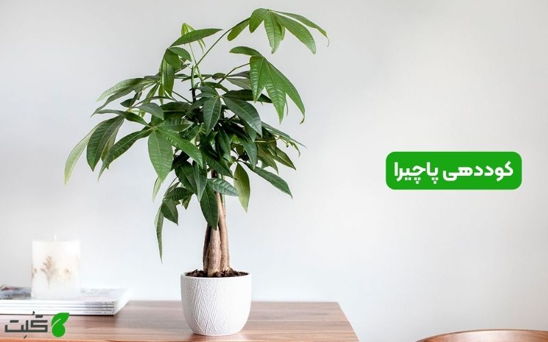 کوددهی پاچیرا