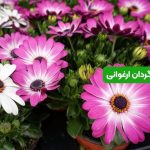 گل آفتابگردان ارغوانی