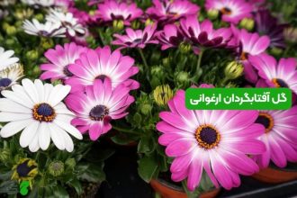 گل آفتابگردان ارغوانی