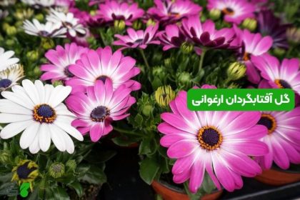 گل آفتابگردان ارغوانی