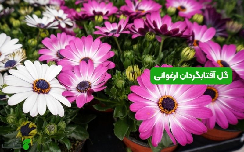 گل آفتابگردان ارغوانی
