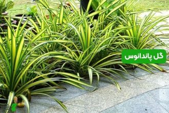 گل پاندانوس