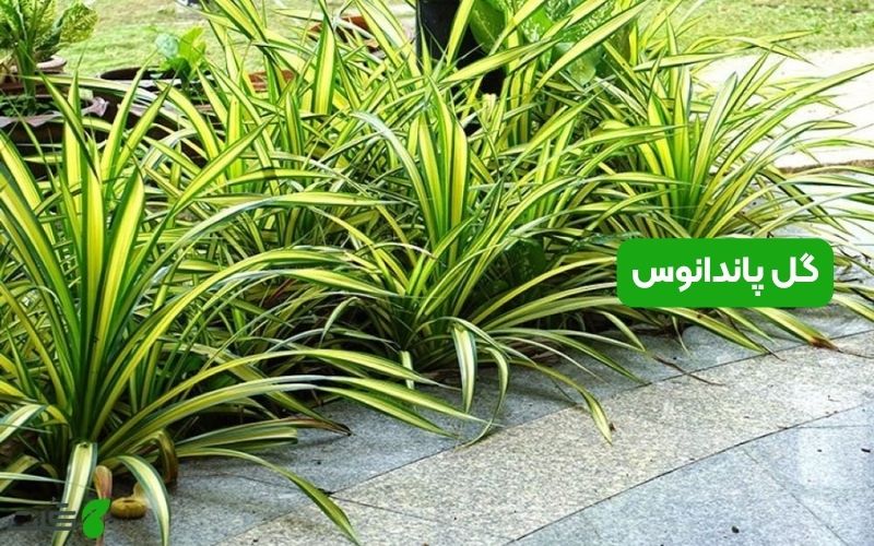 گل پاندانوس