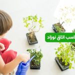 گیاه مناسب اتاق نوزاد