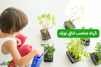 گیاه مناسب اتاق نوزاد