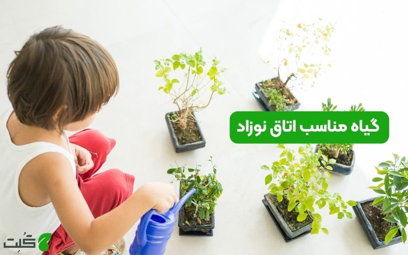گیاه مناسب اتاق نوزاد