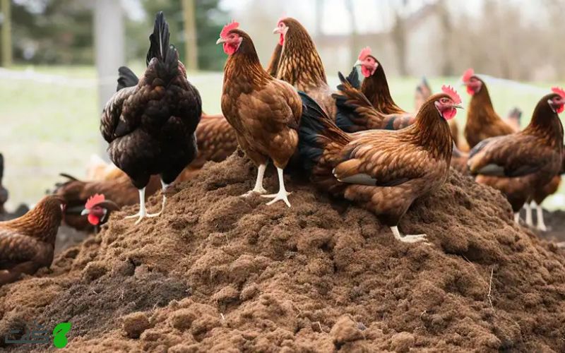 بهترین زمان مصرف کود مرغی برای درخت انجیر
