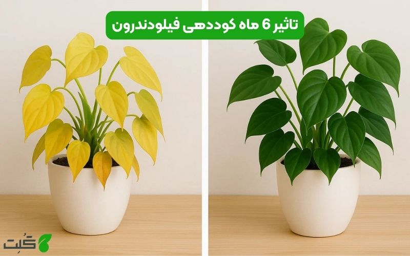 برنامه فصلی کوددهی فیلودندرون