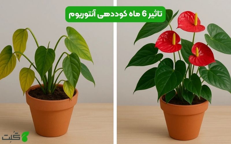 تاثیر 6 ماه کوددهی آنتوریوم