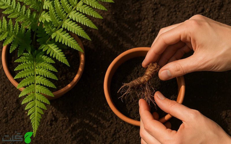 تکثیر گیاه سرخس نر