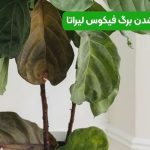 خشک شدن برگ فیکوس لیراتا | دلایل پنهان و راهکار های نجات گیاه