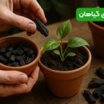 استفاده از زغال برای گیاهان |  معجزه‌ ای برای رشد بهتر و خاک سالم‌ تر