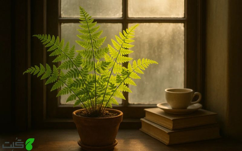 سرخس نر/ سپر طلایی