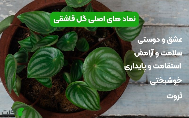 نماد های اصلی گل قاشقی
